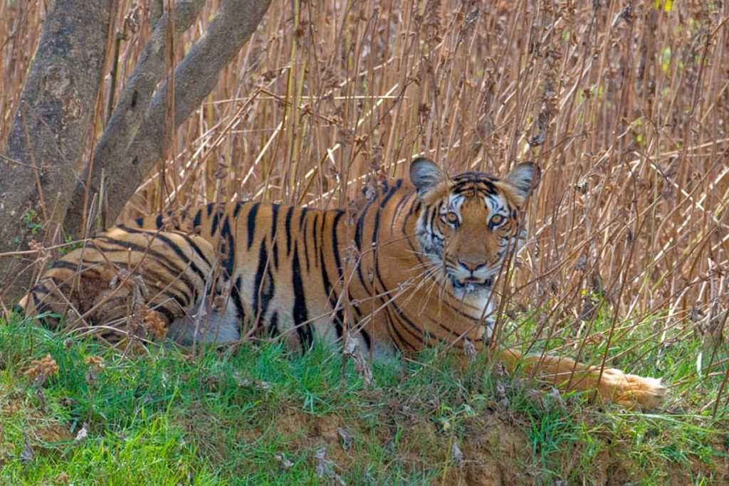 नागरहोल राष्ट्रीय पार्क से राजीव गांधी का नाम हटाने के लिए हस्ताक्षर अभियान