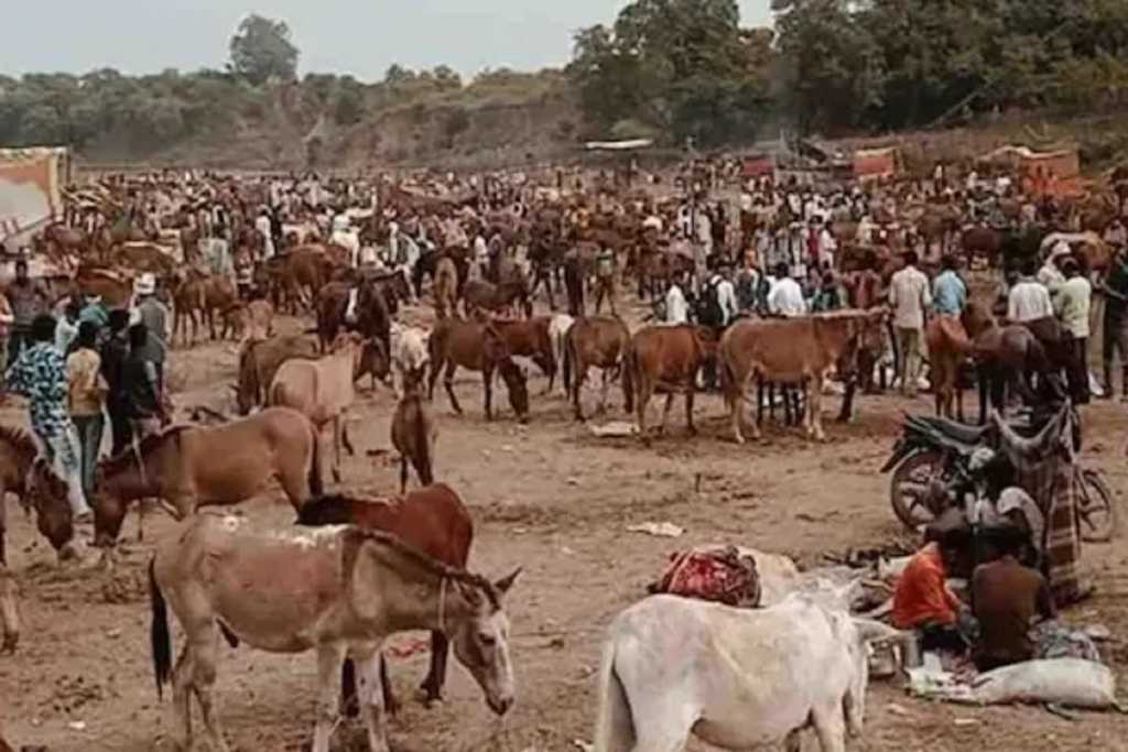 Chitrakoot Donkey Fair: कितने में बिके ‘शाहरुख’ औऱ ‘सलमान’