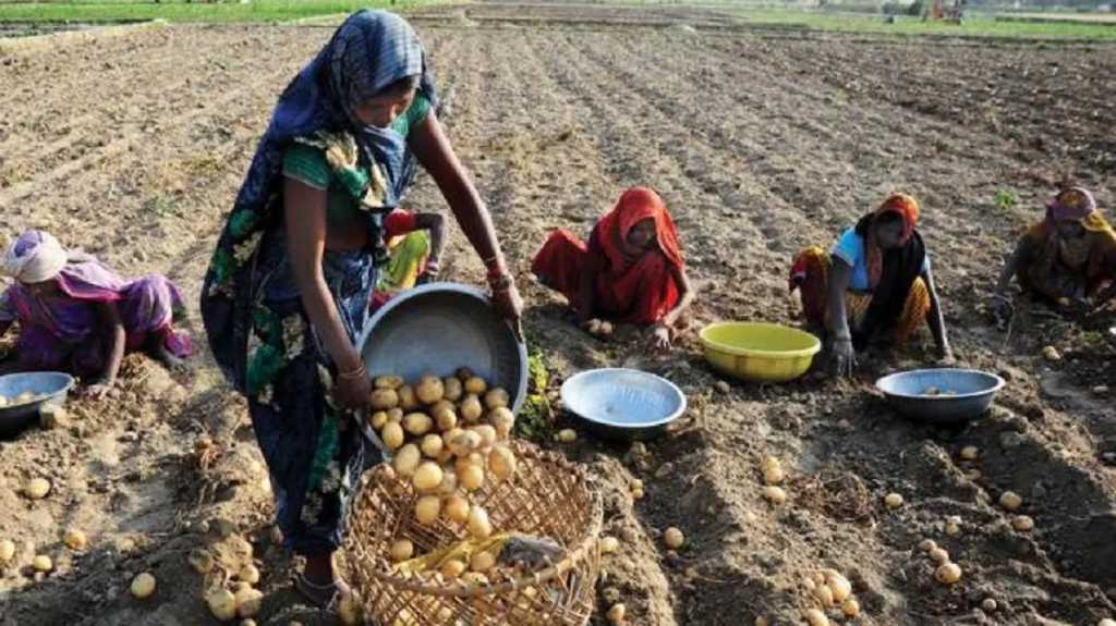 भारत ने पेप्सिको के FC5 आलू का पेटेंट रद्द किया 