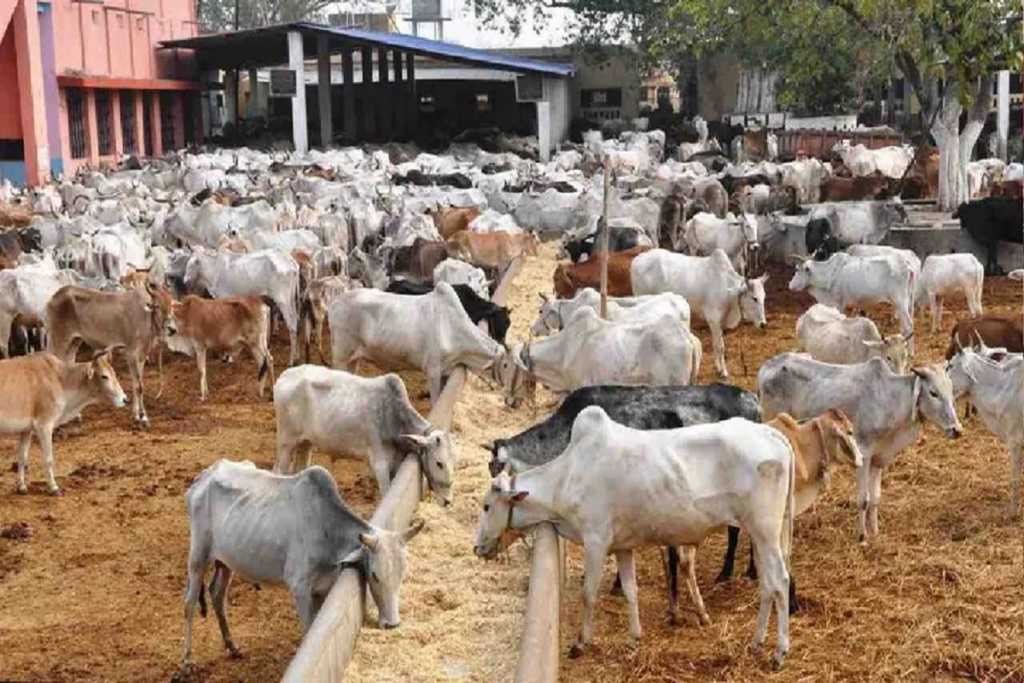 गेहूं के बाद कुवैत ने भारत से मांगा गाय का गोबर, इन राज्यों से भेजा जा रहा