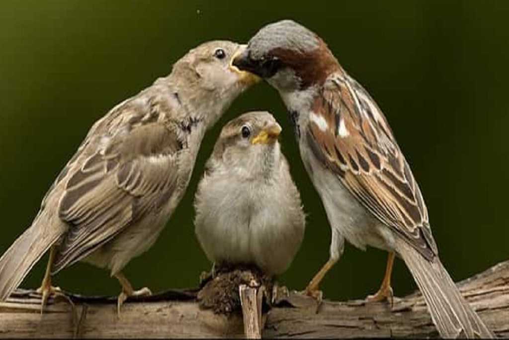 World Sparrow Day: अन्तर्राज्यीय तस्कर गिरफ्तार, २०६ तोते और 18 मुनिया बरामद