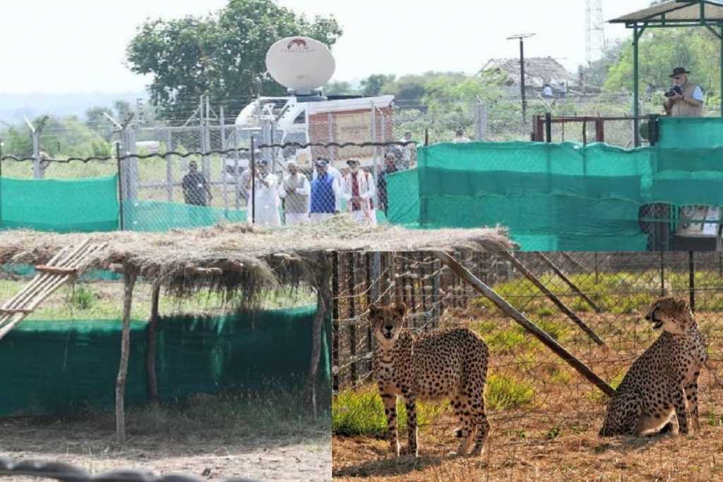 संरक्षण का इतिहास: शेर, बाघ, चीता और राजनीति