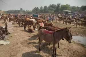 A donkey fair