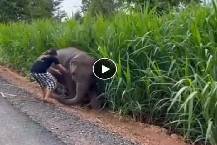 A baby of an elephant