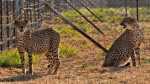 female cheetah gave birth