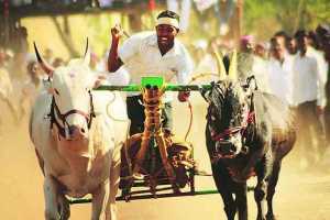 bullock cart raceing