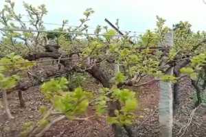 Grapes Crops