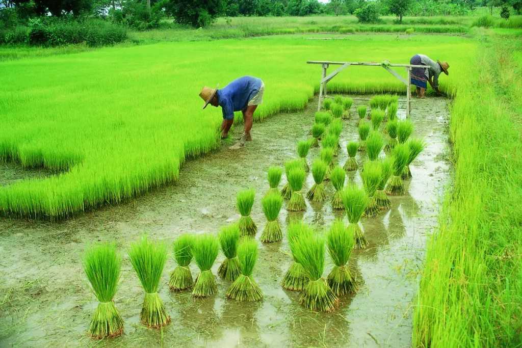 National farmer day: केंद्र सरकार की ये योजनाएं किसानों के लिए संजीवनी      