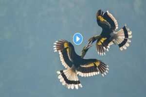 two-hornbills-bird-fight-viral