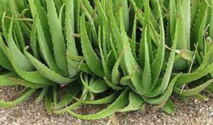 ALOE