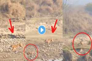 Tiger-Hunting-Viral-Video