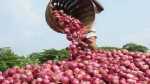 Maharashtra onion prices