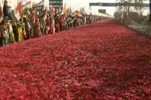 rose carpet in raipur