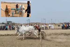 bullock-cart-competition