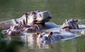 colombia hippos