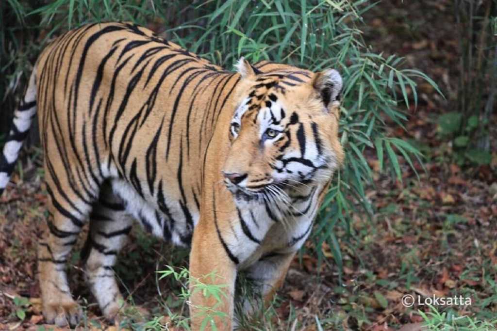 अकोला: मेलघाट टाइगर रिजर्व में बुद्धपूर्णिमा पशुगणना, ऑनलाइन रजिस्ट्रेशन आज से