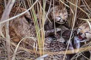 Two-cubs-of-female-cheetah-Jwala-died