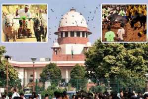 bull-cart-racing-jallikattu-kambla-supreme-court-decision