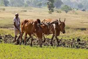 Marathwada Farming