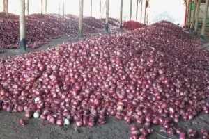 onion-farmers-about-shipment-of-onions