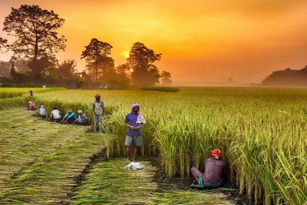 टॉप-3 भारतीय कृषि शेयरों में निवेश   