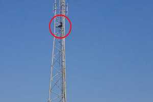 Man-climbed-on-moblie-tower-to-end-his-life