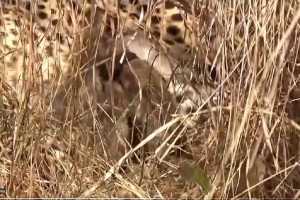 at-kuno-national-park-namibian-cheetah-jwala-gives-birth-to-three-cubs