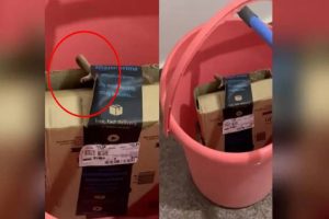 couple-in-bengaluru-finds-alive-cobra-in-amazon-package-company-responds-and-said-this-thing