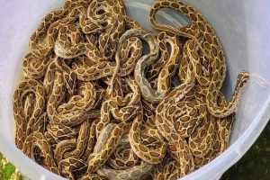 26 babies of Asia's most poisonous snake found in one place, everyone from rangers to snake lovers are surprised!