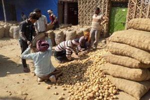 Strike in Bengal, ruckus due to potato prices!