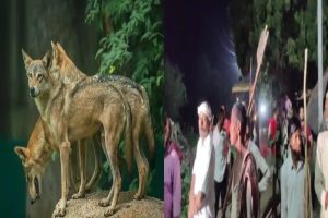 Uttar-Pradesh-Bahraich-terror-of-cannibalistic-wolves-among-villagers-panic-in-50-villages