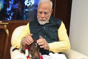 mother-cow-given-birth-to-calf-at-pm-prime-ministers-residence-deepjyoti-modi-video