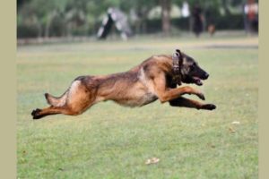 army-dog-phantom-dies-in-anti-terror-ops-in-jammu-and-kashmir-akhnoor