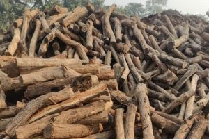 nashik-forest-officials-seize-khair-wood-worth-rupees-80-lakhs-in-chiplun-sawarde