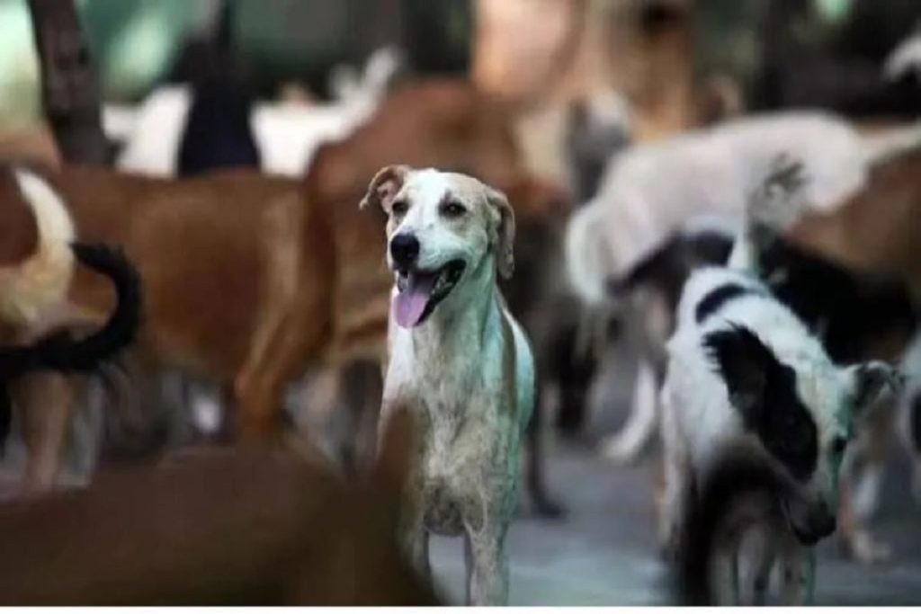 Dogs Killed: अमानवीय कृत्य…कुत्तों के पैर-मुंह बांधकर पुल से फेंका; 21 कुत्ते मरे, 21 गंभीर !