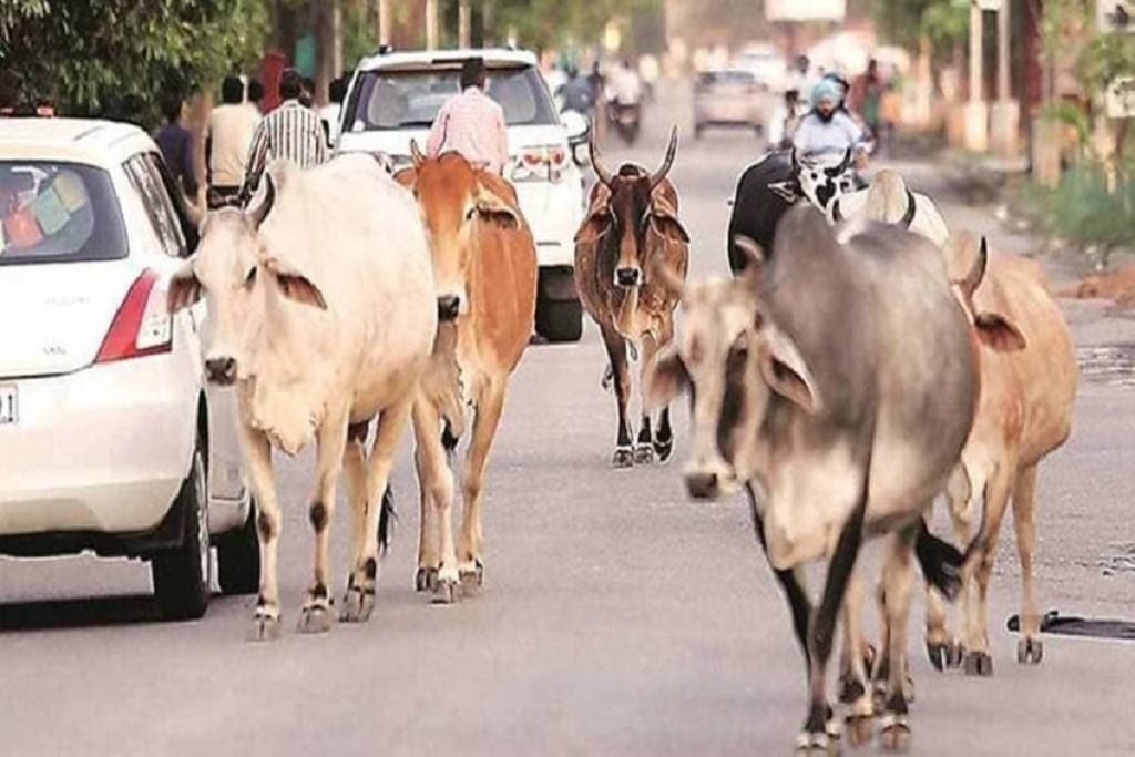 उत्तर प्रदेश: भाजपा विधायक का सनसनीखेज दावा; हर दिन हो रही 50 हजार गायों की हत्या!