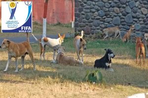 morocco-planning-to-cill-3-million-stray-dogs-ahead-here-is-reason