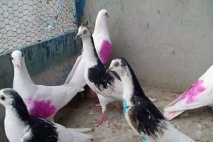 thieves-steal-400-pigeons-worth-rs-10-lakh-bred-for-mughal-era-sport-in-uttar-pradesh