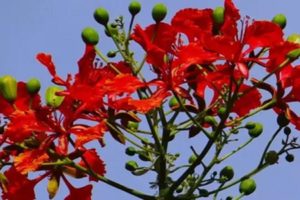 Gulmohar-Not-just-a-flower-it-has-a-world-of-health-treatment-of-diseases-like-leucorrhoea-arthritis-is-possible