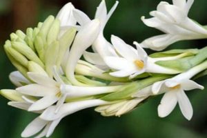 Tuberose-not-only-adds-fragrance-to-your-life-it-also-brightens-your-health-know-about-its-medicinal-properties