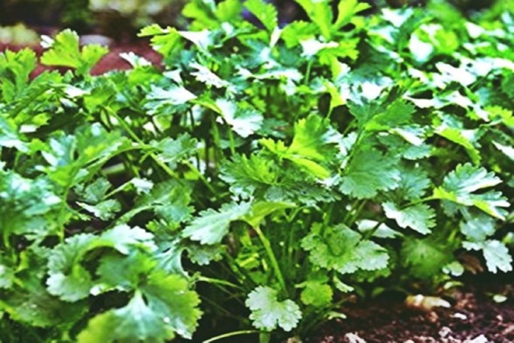 धनिया: स्वाद का राजा, सेहत का खज़ाना, फायदे जानिए अभी!