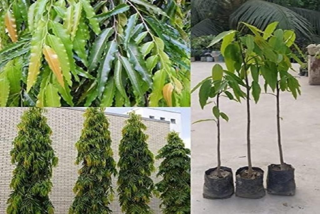 माता सीता के शोक हरने वाला अशोक वृक्ष, महिलाओं के लिए वरदान​!