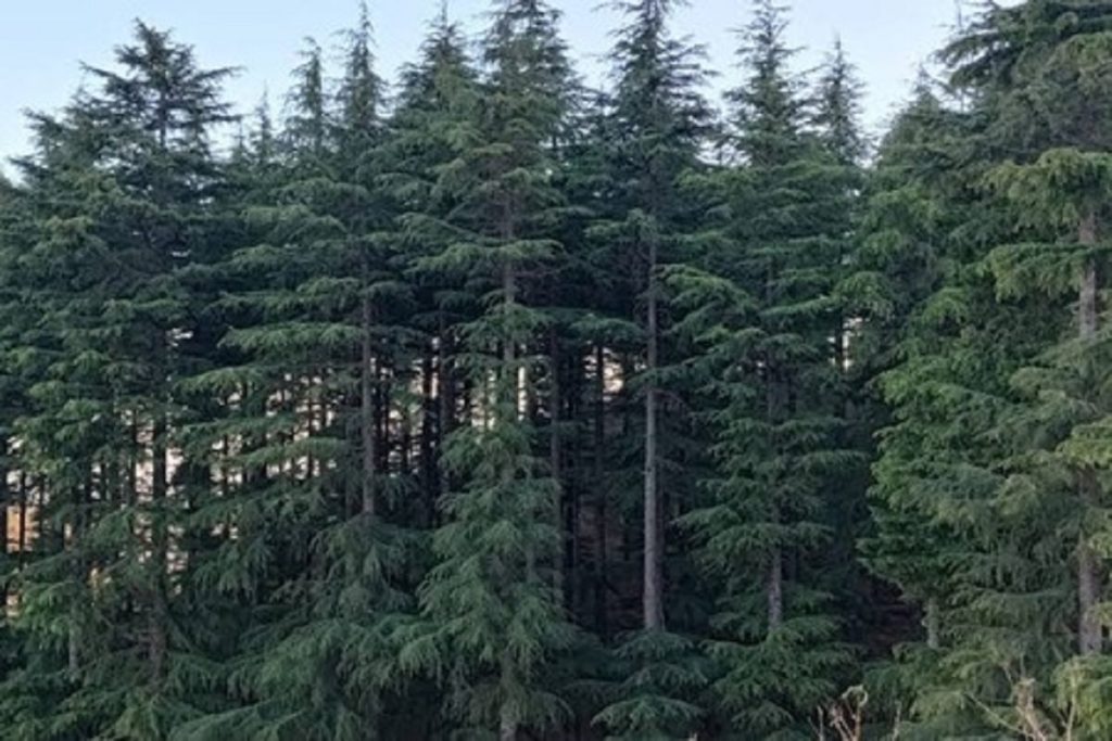 देवदारु : आयुर्वेदिक गुणों का खजाना, जो दिलाए कई रोगों से छुटकारा!