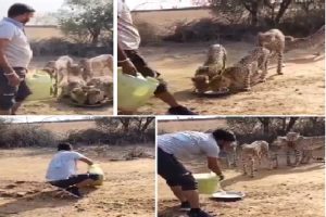 MP-Kuno-Cheetah-Man-Offers-Water-in-Paraat-Cheetah-Jwala-Responds-to-Come