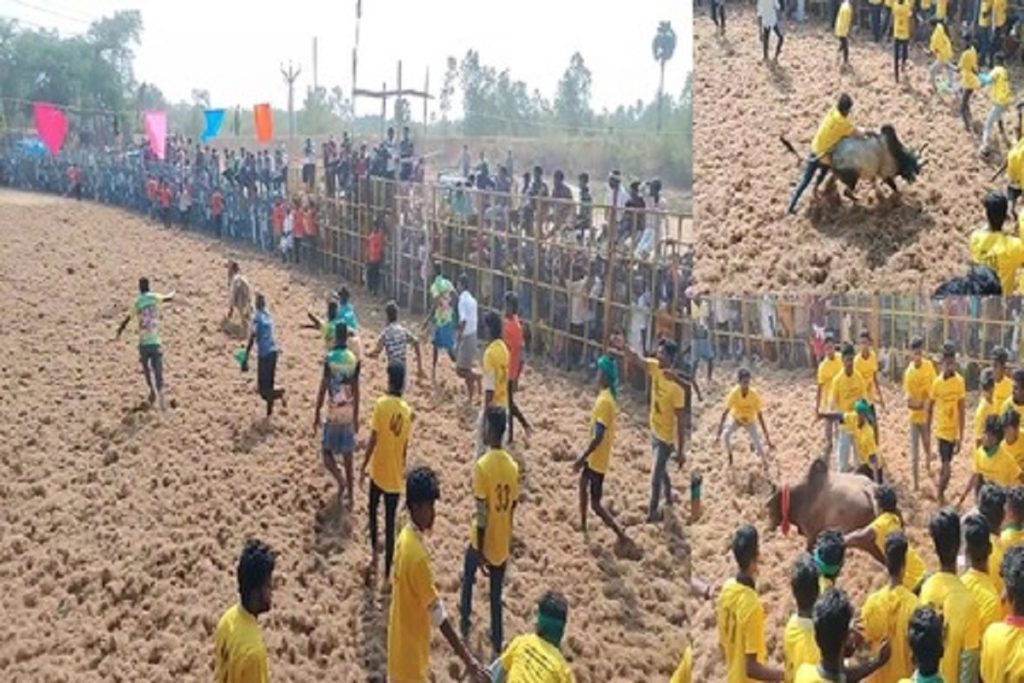 पुदुक्कोट्टई जल्लीकट्टू: 850 बैल, 350 फाइटर्स ने दिखाया शानदार दमखम!  