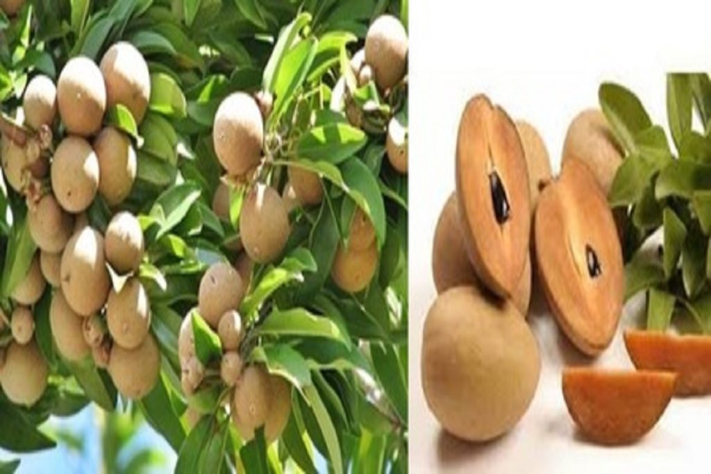 चीकू का मीठा स्वाद, सेहत के लिए फायदेमंद: हड्डियों को मजबूत करे!