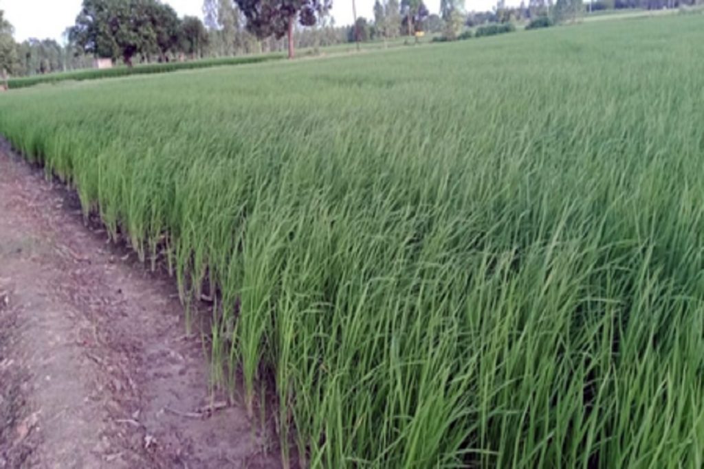 UP: ‘हर खेत को पानी’ का नारा, 60% से अधिक बढ़ा सिंचाई का रकबा!