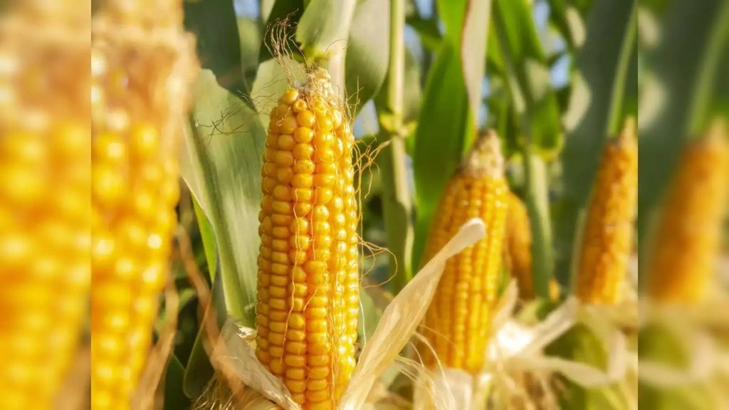 उत्तर प्रदेश: मक्के का उत्पादन दोगुना बढ़ाने का योगी सरकार का लक्ष्य !