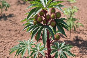 Fruits-flowers-leaves-or-seeds-castor-oil-plant-which-is-full-of-medicinal-properties-is-the-enemy-of-many-diseases