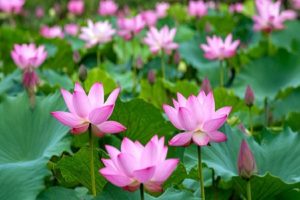 Lotus-is-as-beautiful-as-it-is-amazing-consuming-it-has-innumerable-benefits